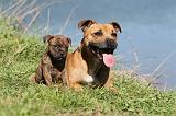 STAFFIE 056